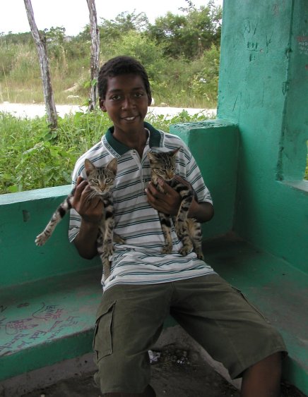 Boy and Stray Cats at Crooked Tree Junction