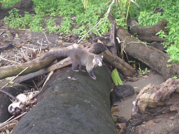 Coatis in Parque Nacional Corcovado
