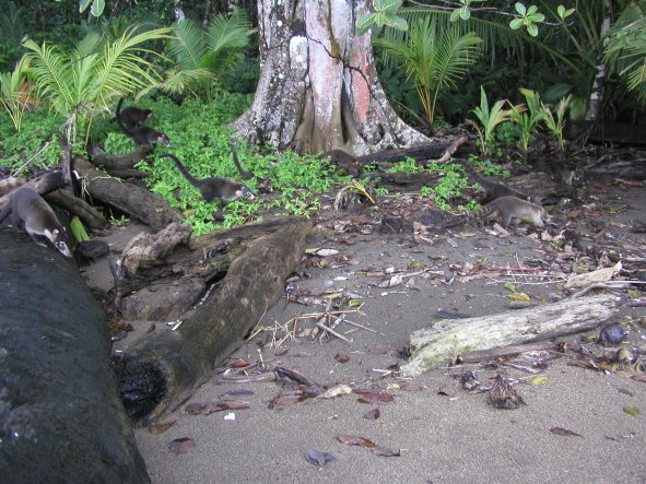 Coatis in Parque Nacional Corcovado