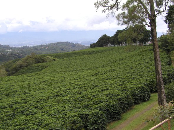 Droka Coffee Plantation