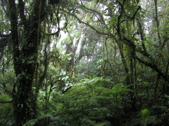 Santa Elena Cloud Forest
