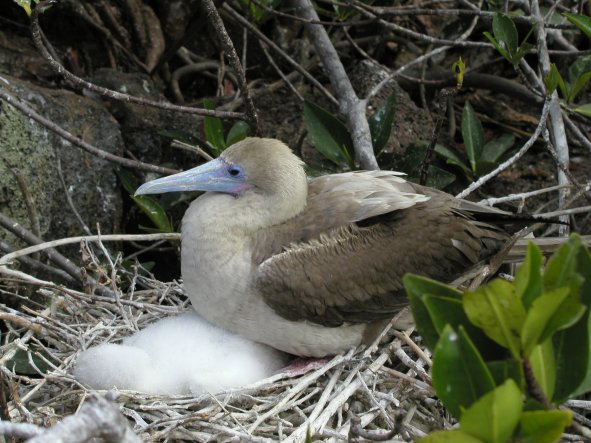 Red-footed Booby and Chick
