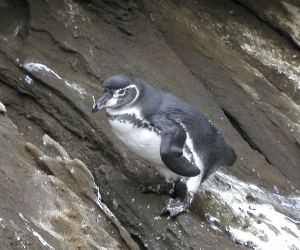 Galapagos Penguin