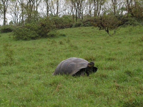 Tortoise at Isla Santa Cruz