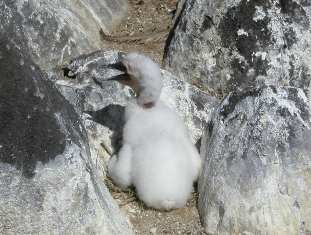 Masked Booby Chick