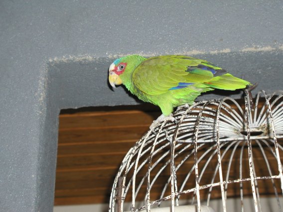 Hostel Parrot