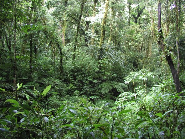 Monteverde Cloud Forest