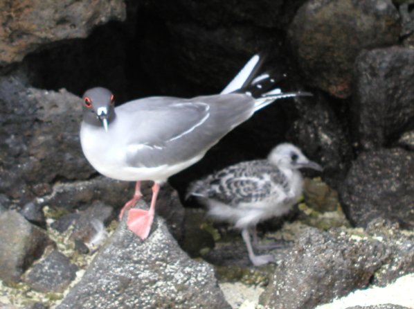 Swallowtail Gull and Chick