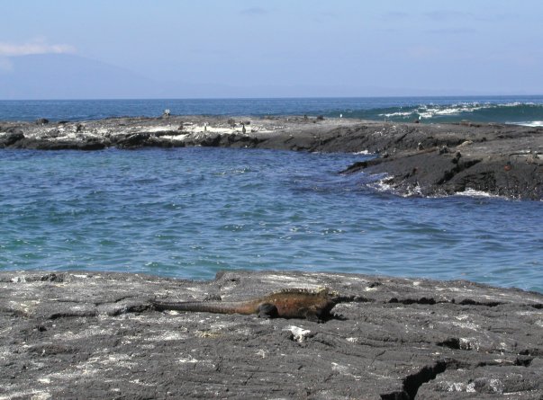 Marine Iguana at Punta Espinosa