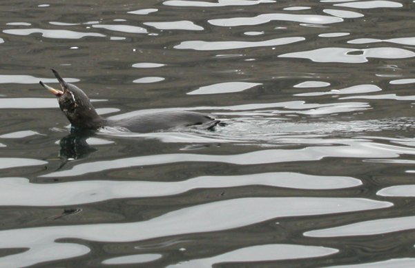 Galapagos Penguin Swimming