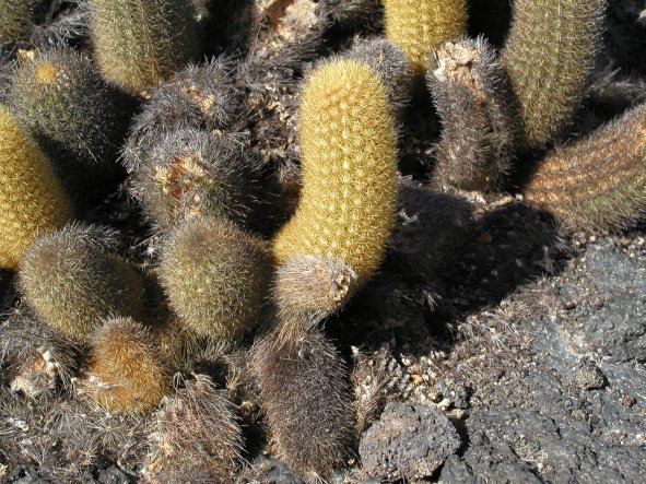 Lava Cactus