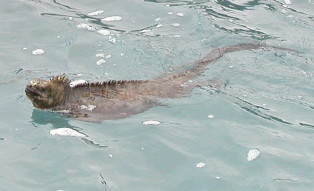 Marine Iguana Swimming