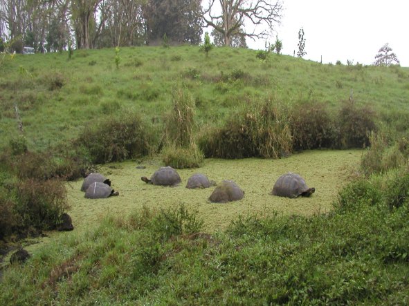Tortoises at Isla Santa Cruz