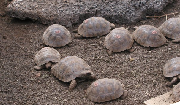 Baby Tortoises in Captivity