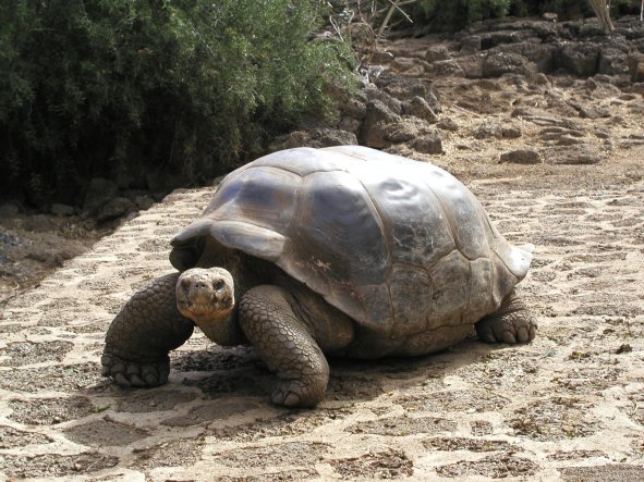 Tortoise in Captivity
