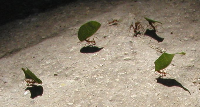Chichen Itza - Leaf Cutter Ants